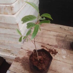 Custard Apple Plant