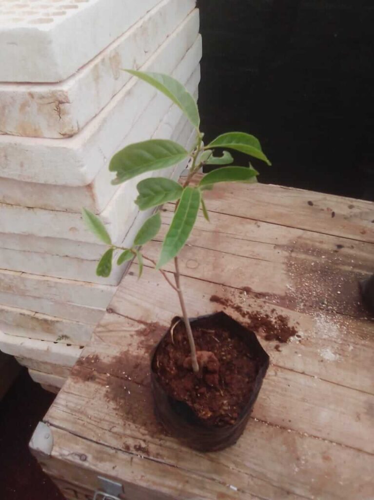 Custard Apple Plant