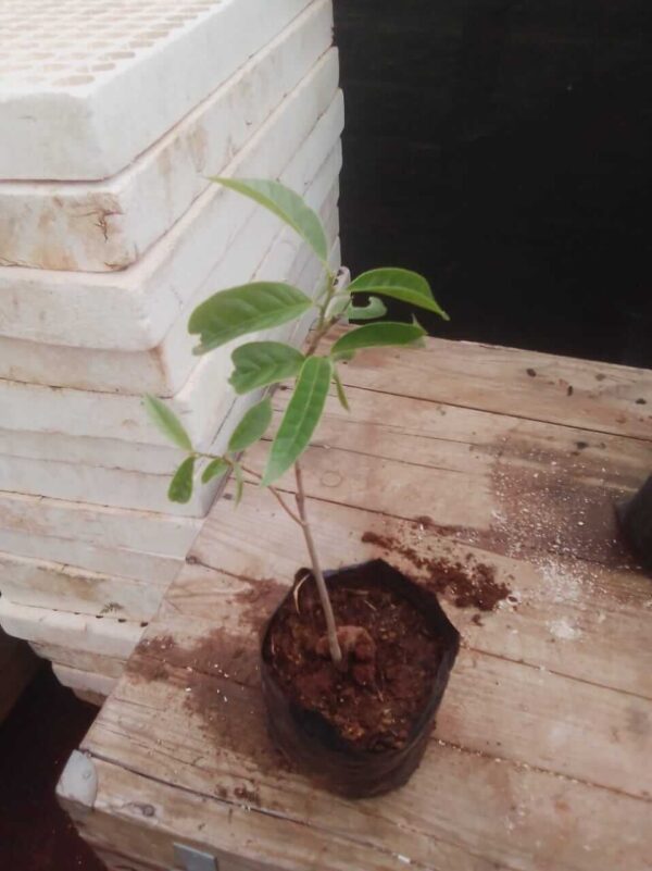 Custard Apple Plant - Image 4