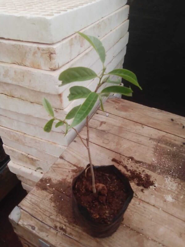 Custard Apple Plant - Image 2