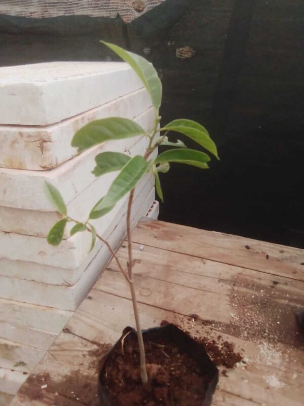 Custard Apple Plant - Image 3