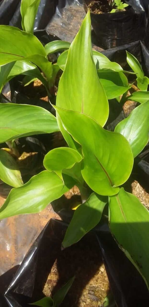 Ensete Perrieri (Madagascar Banana) Plant - Image 6