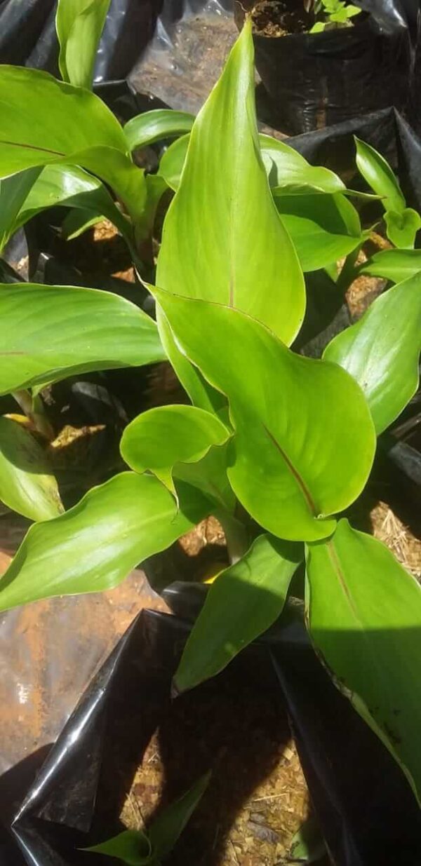 Ensete Perrieri (Madagascar Banana) Plant - Image 5