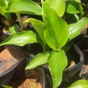 Ensete Perrieri (Madagascar Banana) Plant