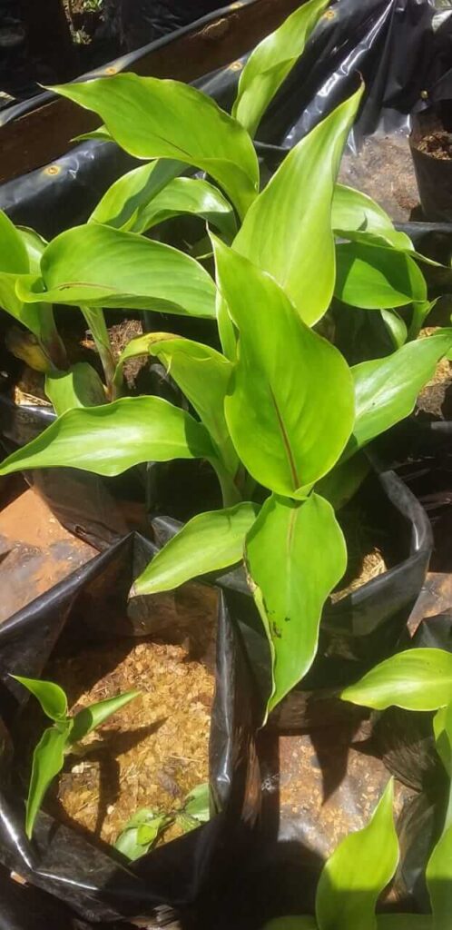Ensete Perrieri (Madagascar Banana) Plant