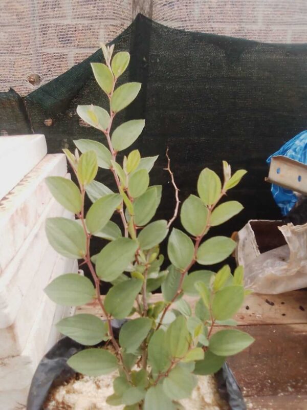 Jujube Plant - Image 3