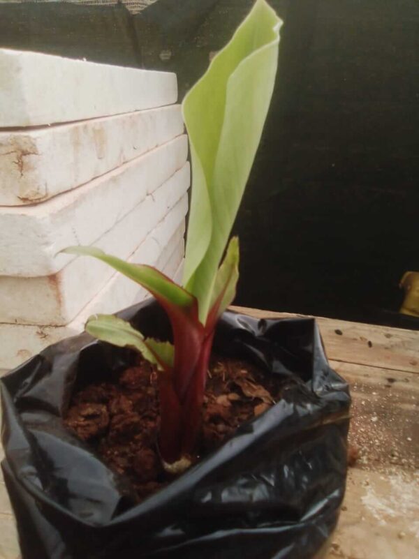Ensete Perrieri (Madagascar Banana) Plant - Image 2