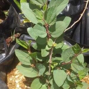 Jujube Plant
