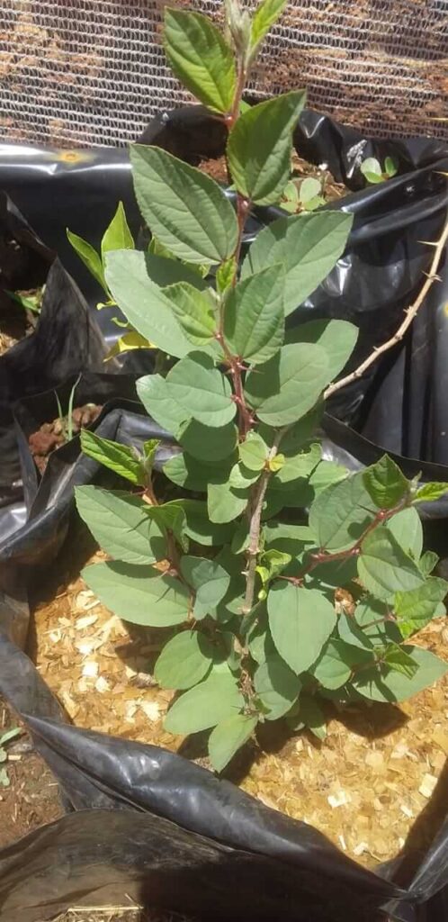 Jujube Plant