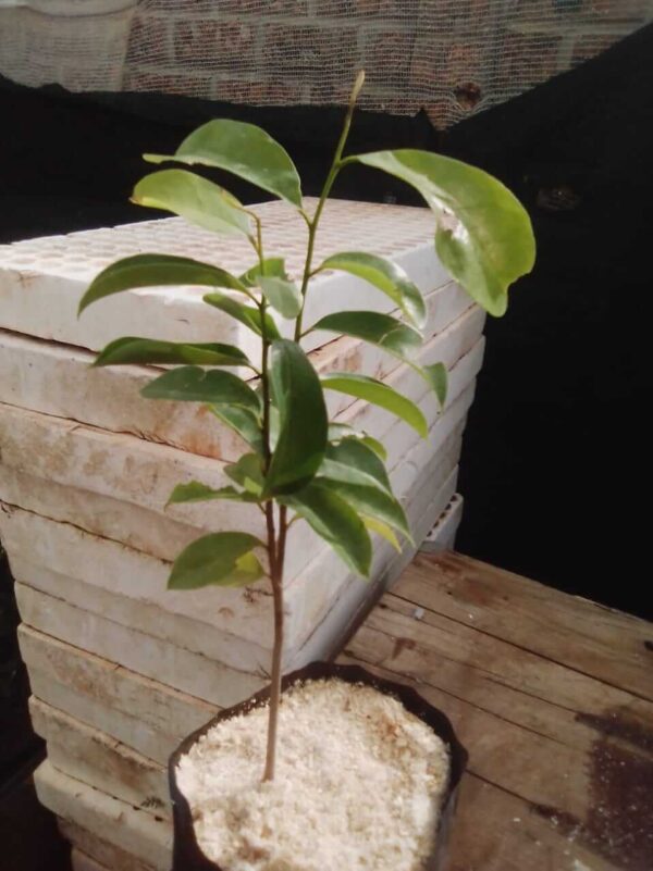 Soursop (Annona Muricata) - Image 3