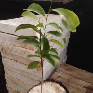 Soursop (Annona Muricata)