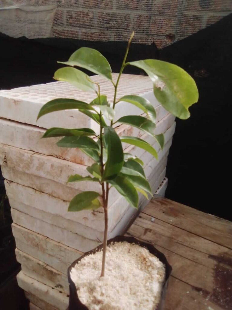 Soursop (Annona Muricata)