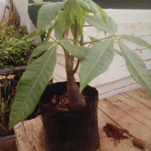 Malabar Chestnut Plant