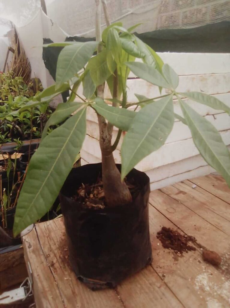 Malabar Chestnut Plant