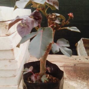 Jatropha