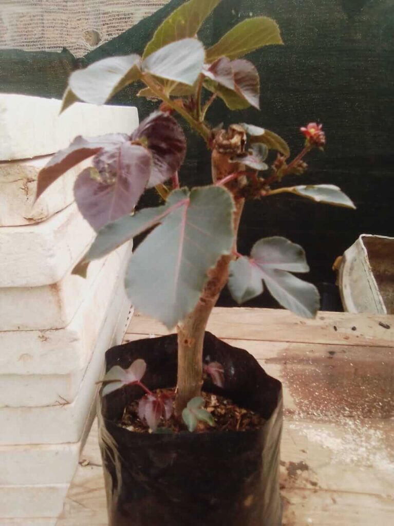 Jatropha