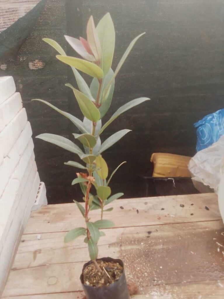 Jamun Fruit Plant