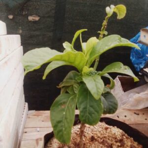 Giant Granadilla