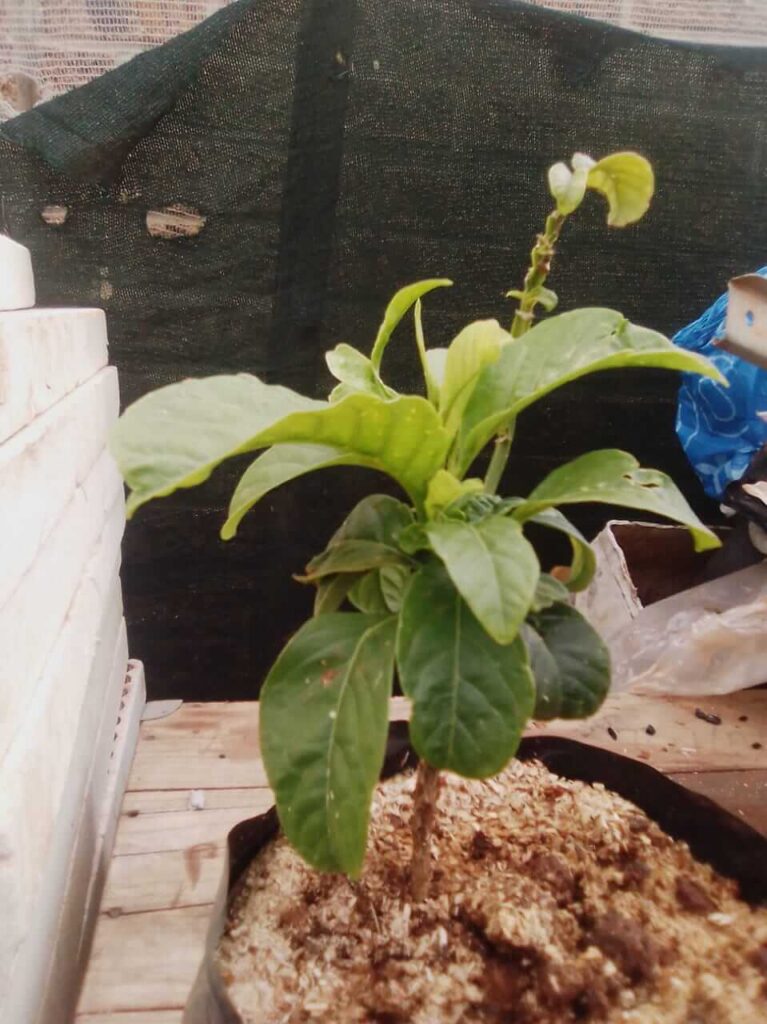 Giant Granadilla