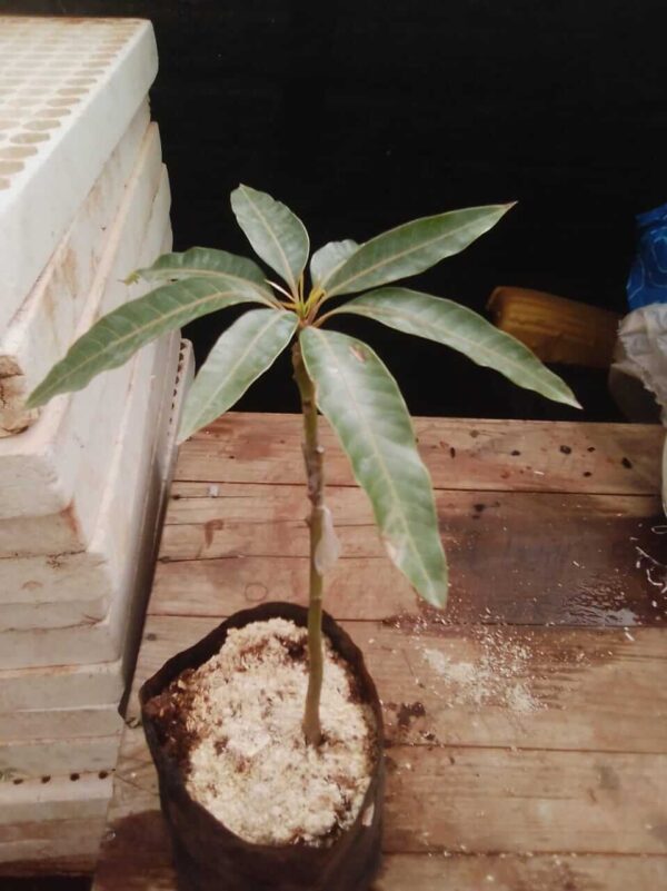 Alphonso Mango - Image 2