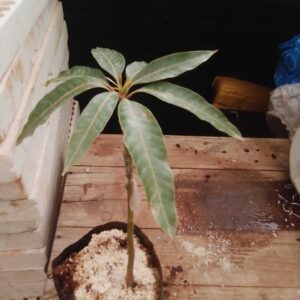 Alphonso Mango