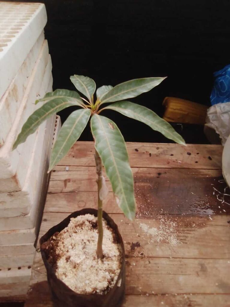 Alphonso Mango