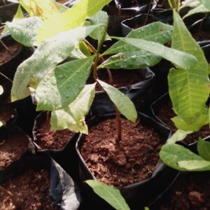 Cashew Plant