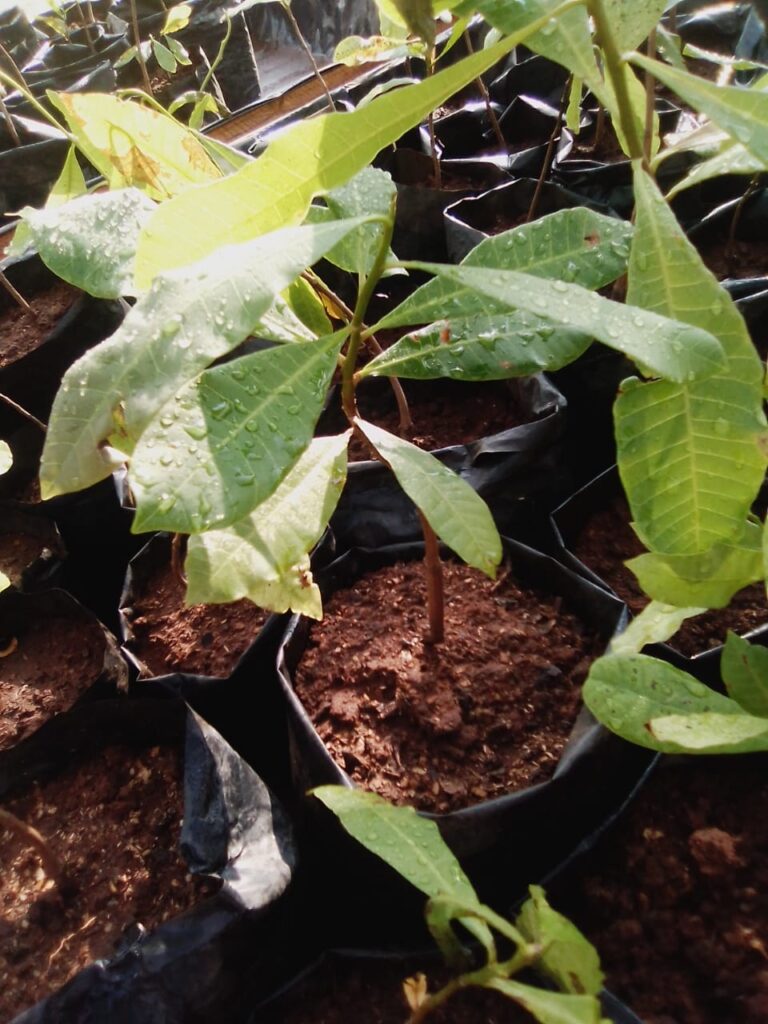 Cashew Plant