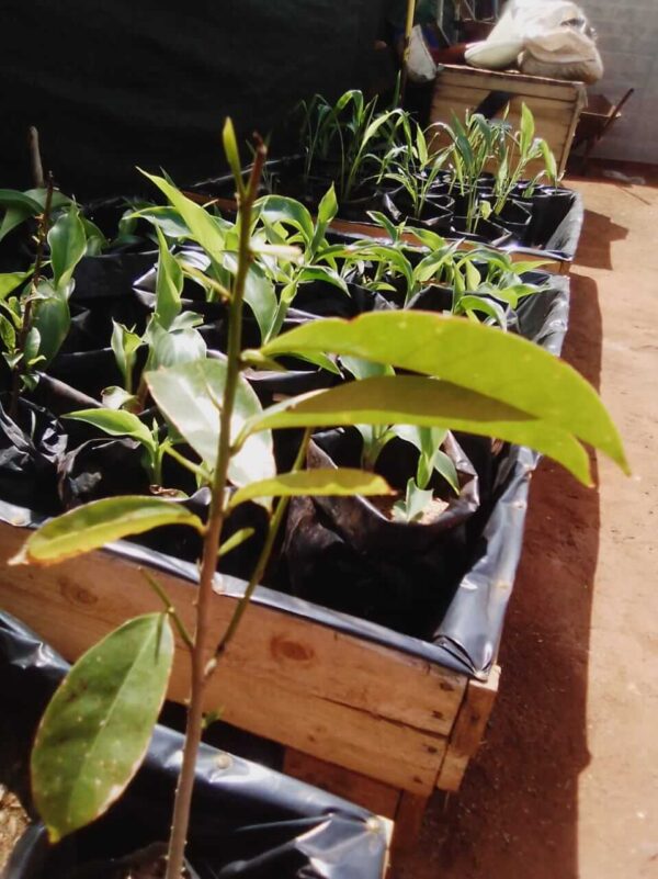 Soursop (Annona Muricata) - Image 7