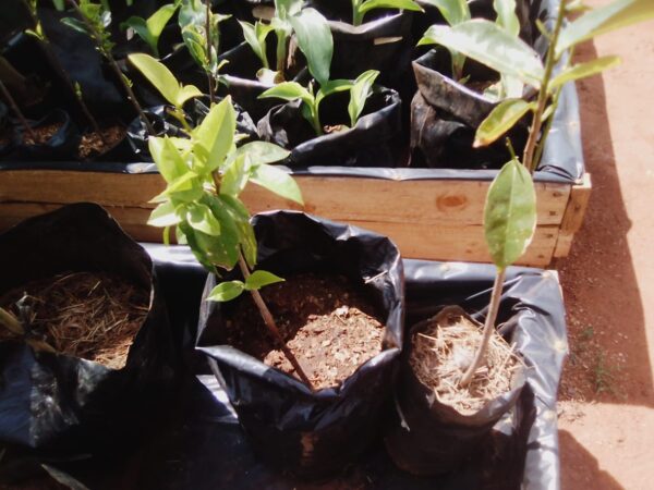 Soursop (Annona Muricata) - Image 6