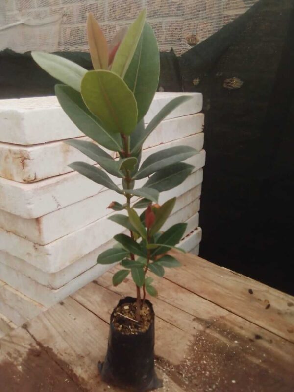 Jamun Fruit Plant - Image 4