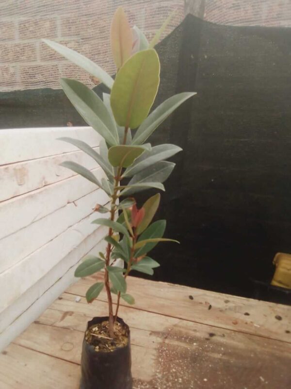 Jamun Fruit Plant - Image 3