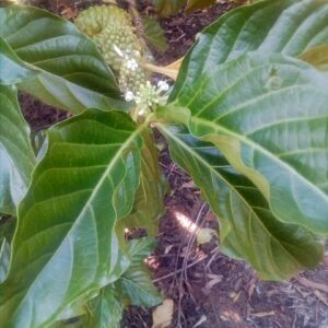 Noni Plant