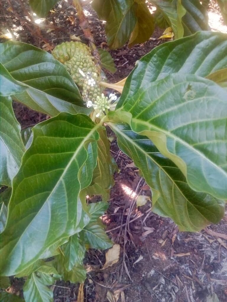 Noni Plant