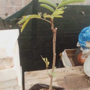 Sweet Tamarind Plants