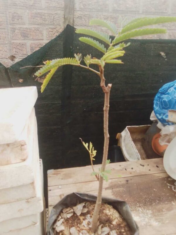 Sweet Tamarind Plants