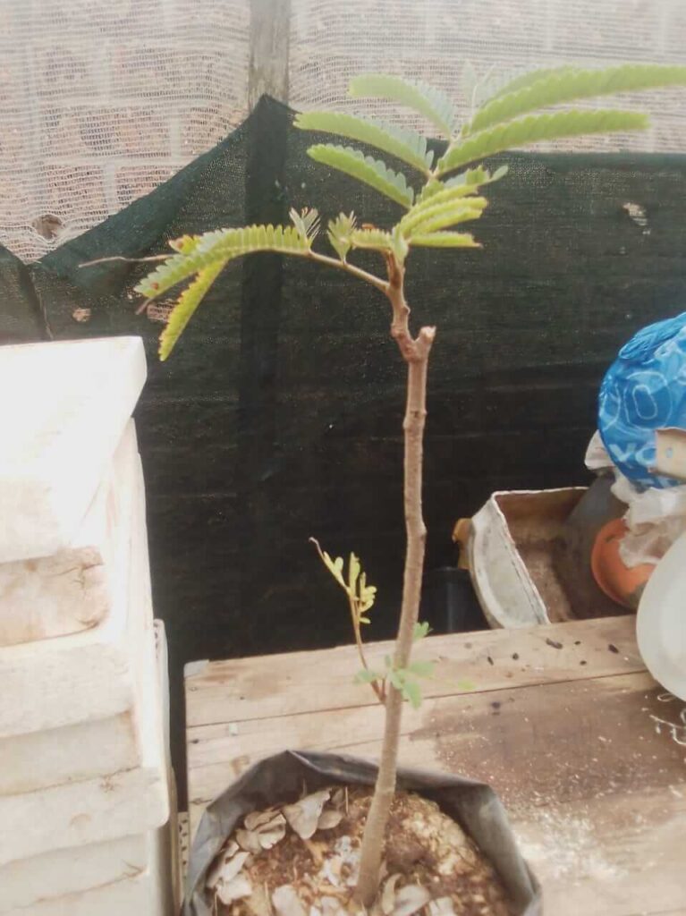 Sweet Tamarind Plants