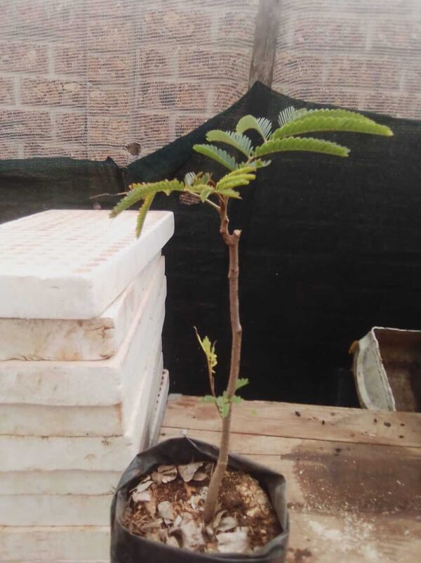 Sweet Tamarind Plants - Image 2