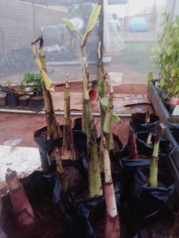 Burro Banana