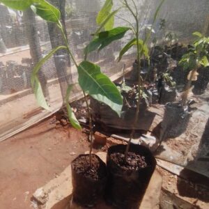 Jackfruit Plant (Artocarpus Heterophyllus)
