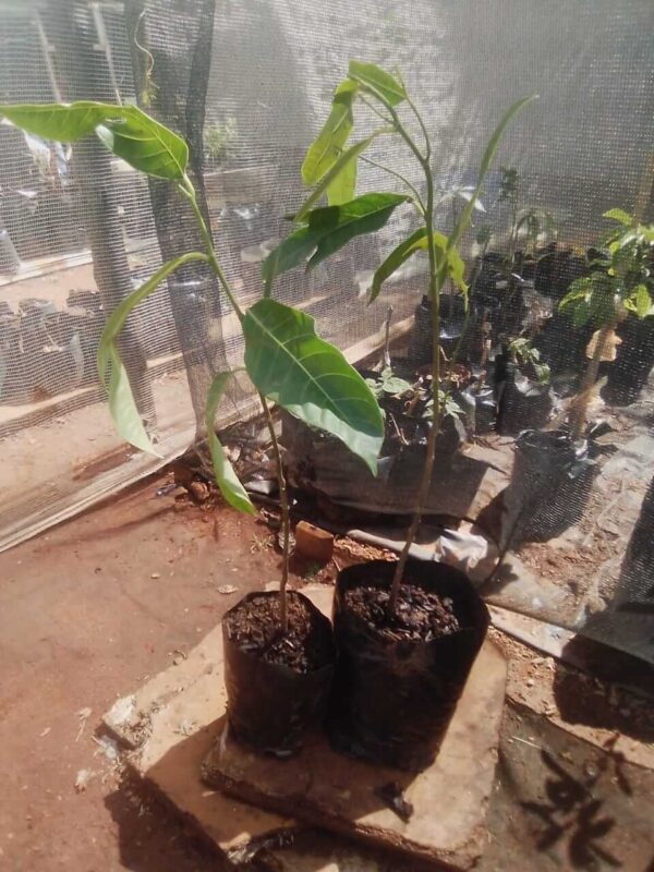 Jackfruit Plant (Artocarpus Heterophyllus)