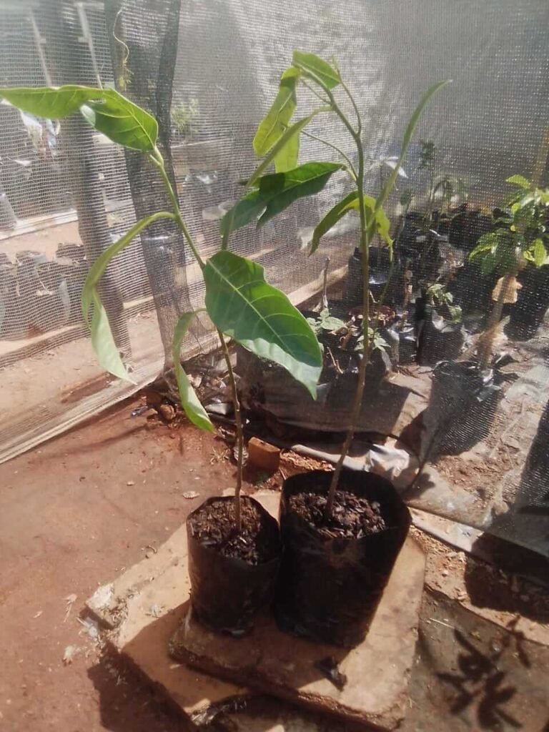 Jackfruit Plant (Artocarpus Heterophyllus)